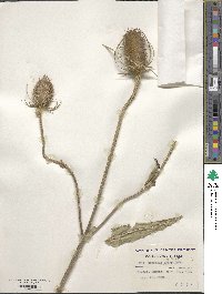 Dipsacus fullonum image