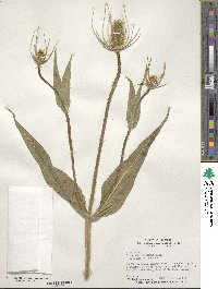 Dipsacus fullonum image