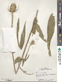 Dipsacus fullonum image