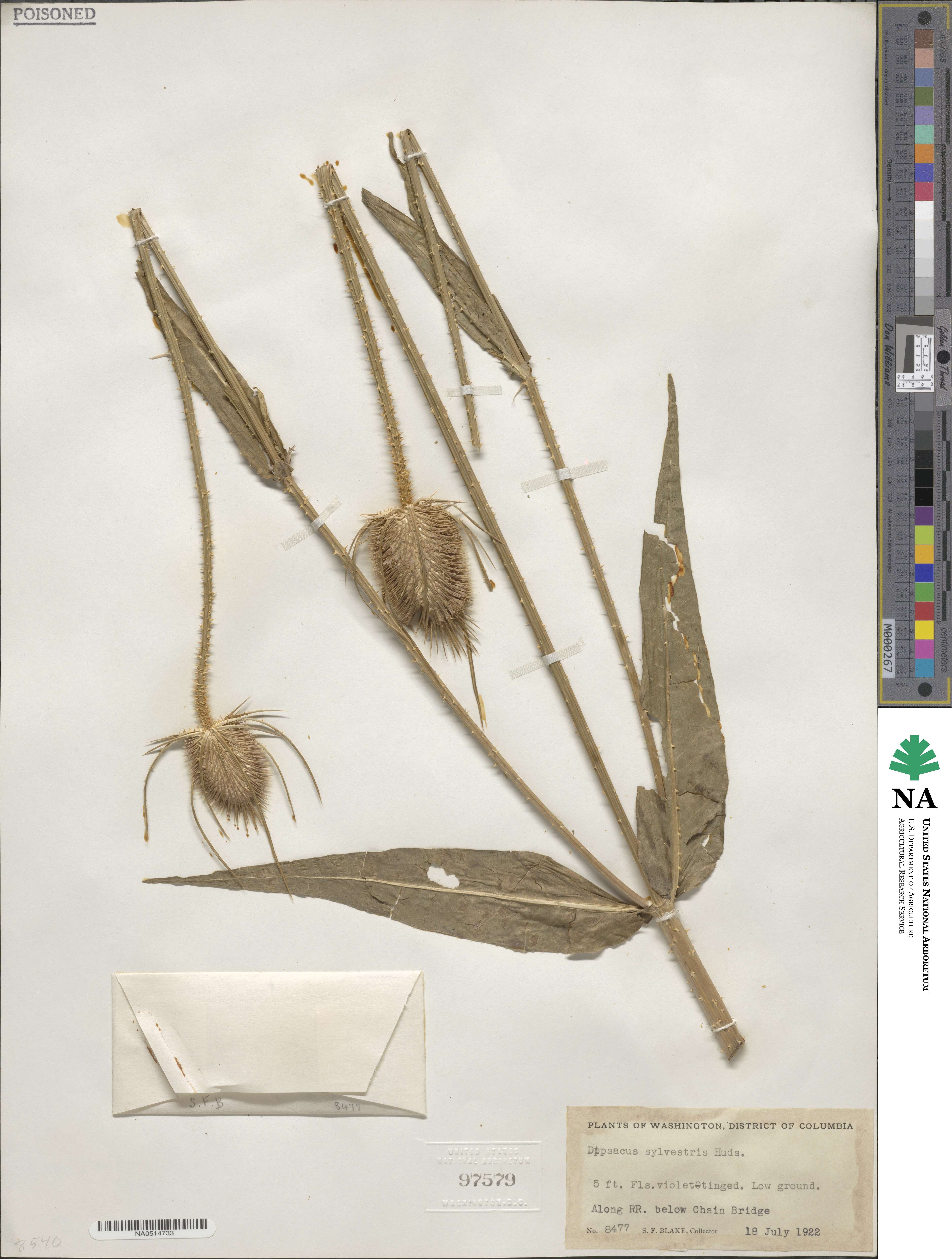 Dipsacus fullonum image