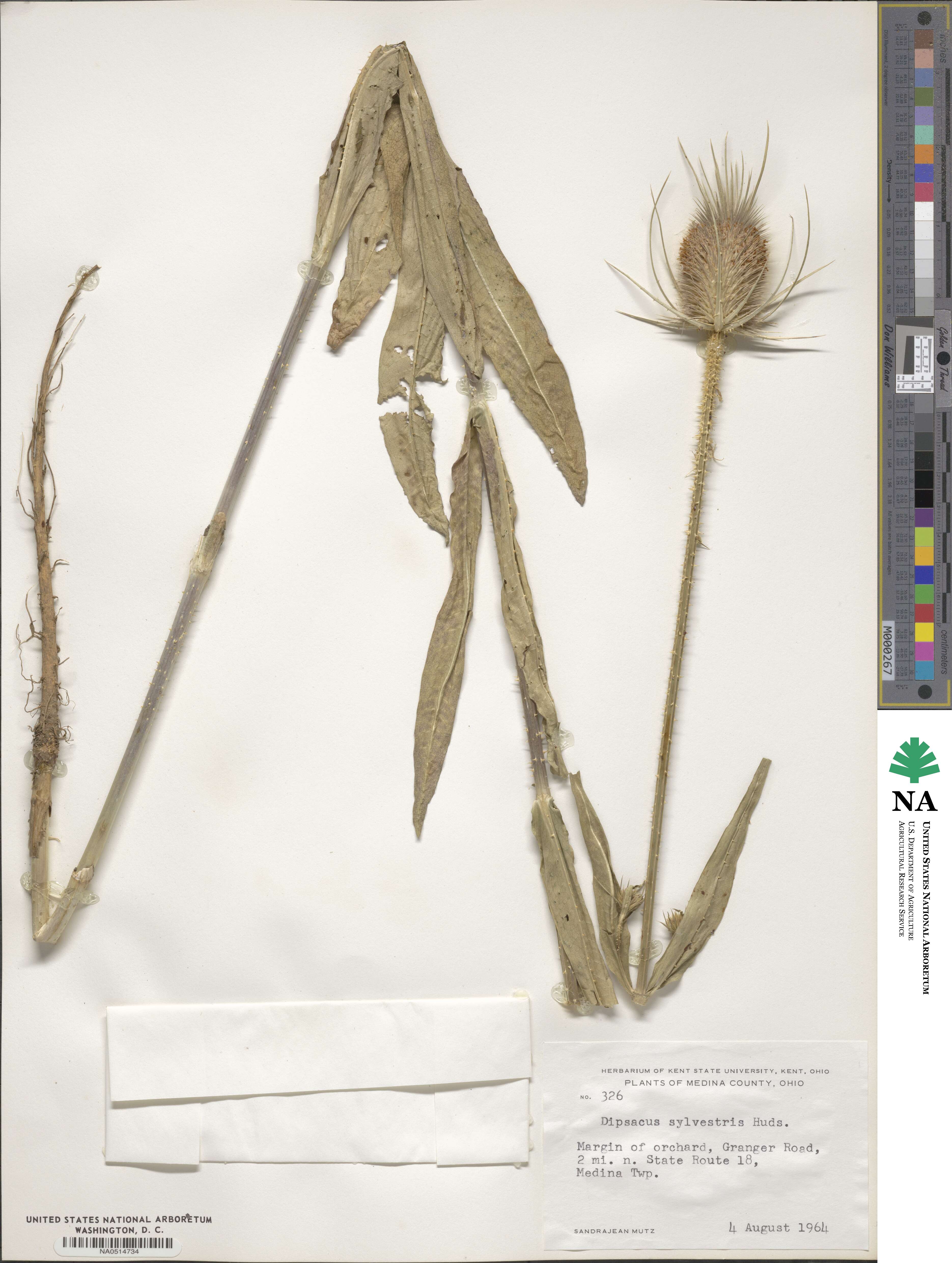 Dipsacus fullonum image