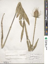 Dipsacus fullonum image