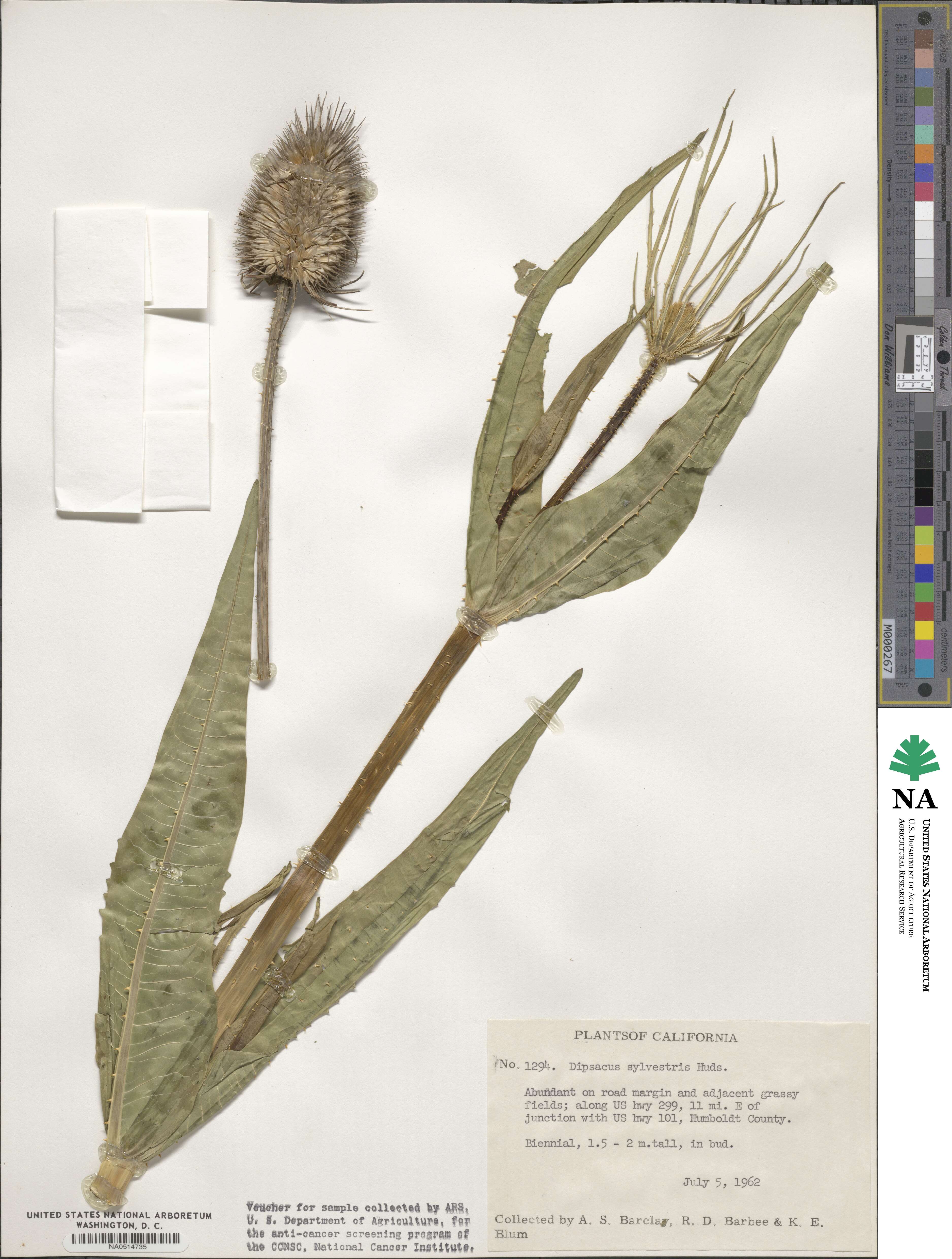 Dipsacus fullonum image