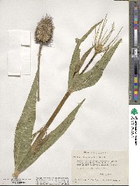 Dipsacus fullonum image