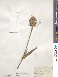 Dipsacus fullonum image