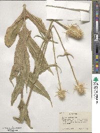 Dipsacus fullonum image