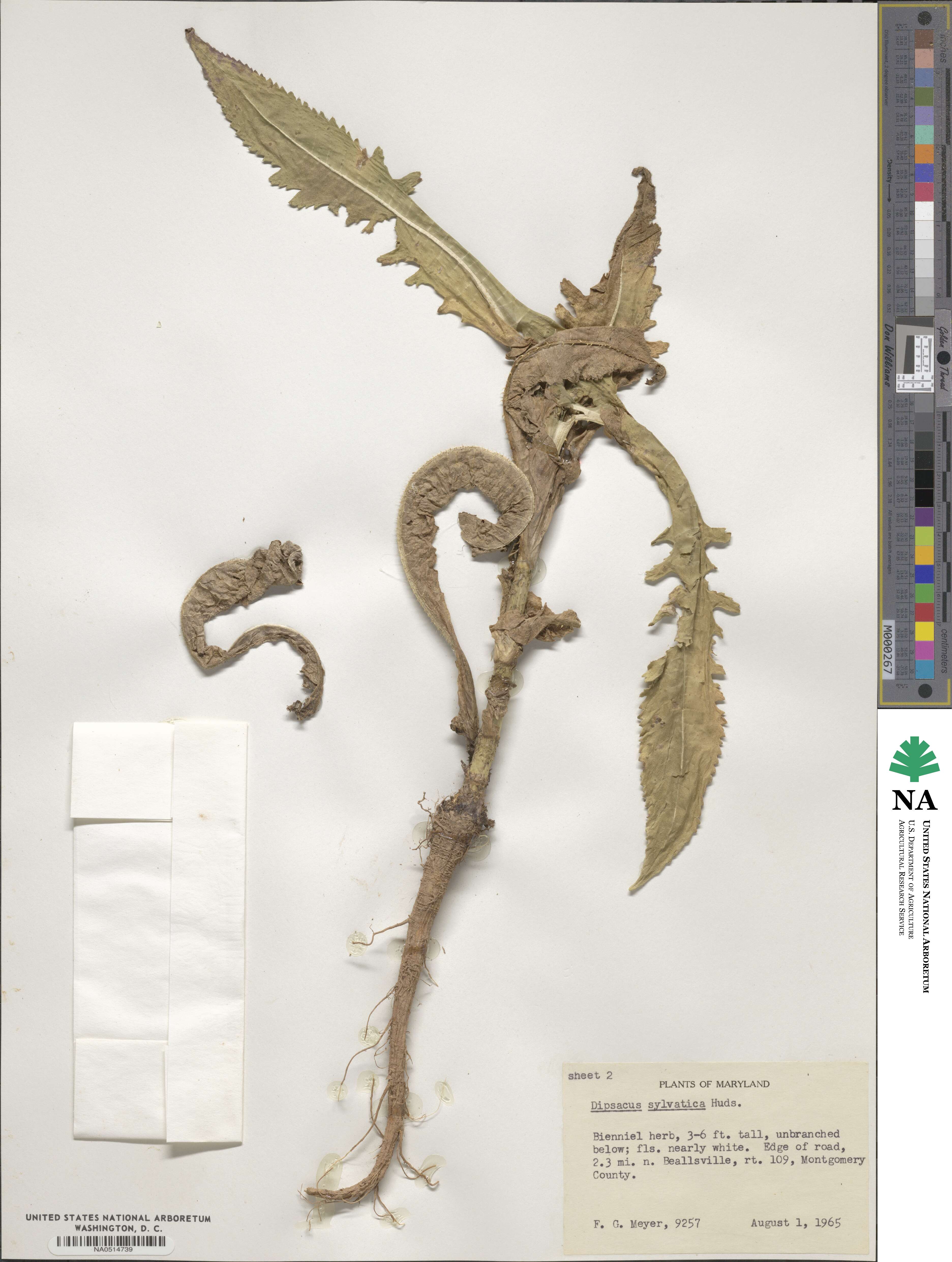 Dipsacus fullonum image