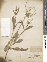 Dipsacus fullonum image