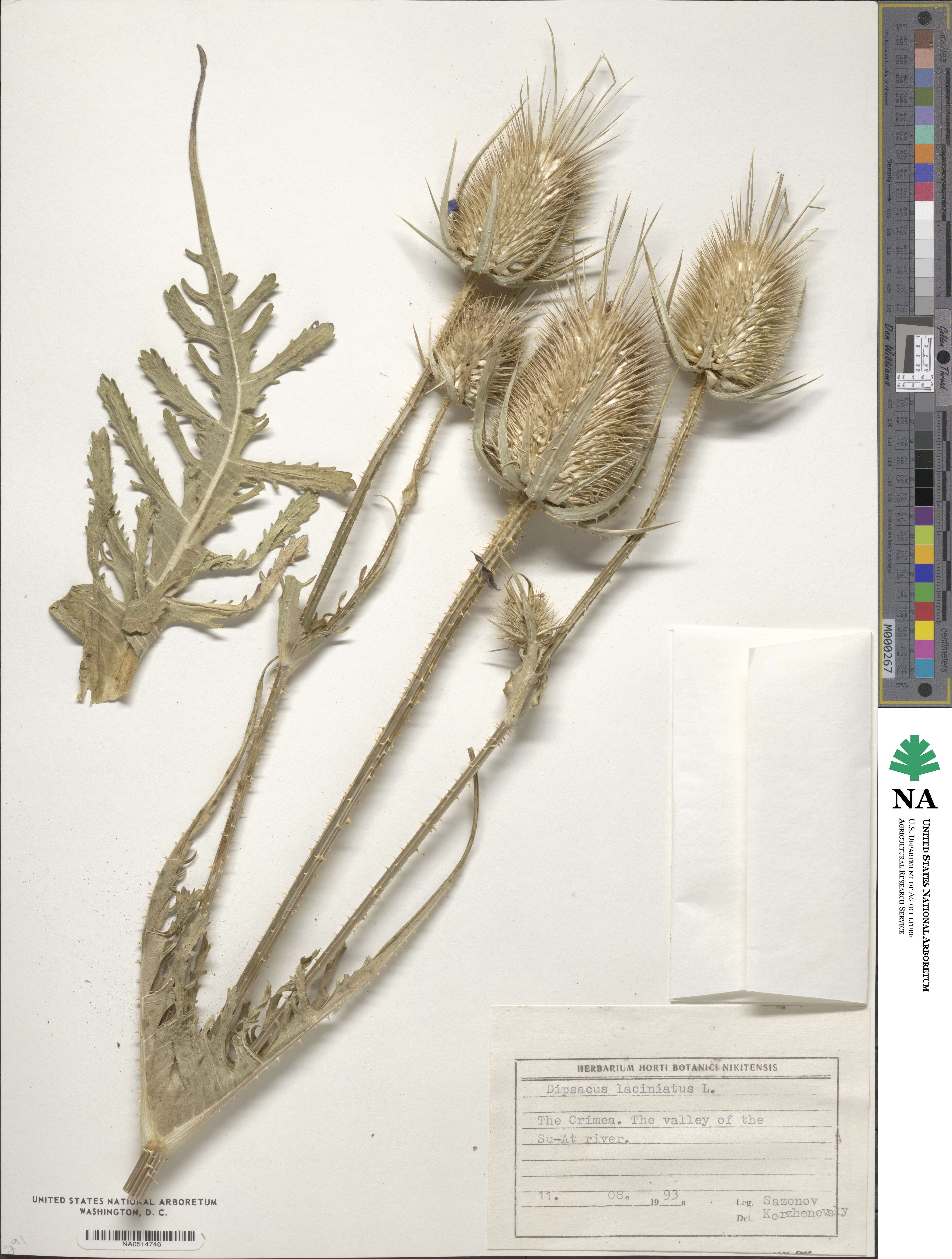 Dipsacus laciniatus image