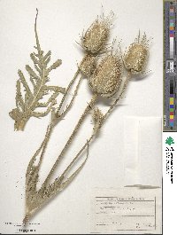 Dipsacus laciniatus image