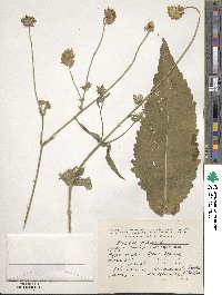 Image of Dipsacus pilosus