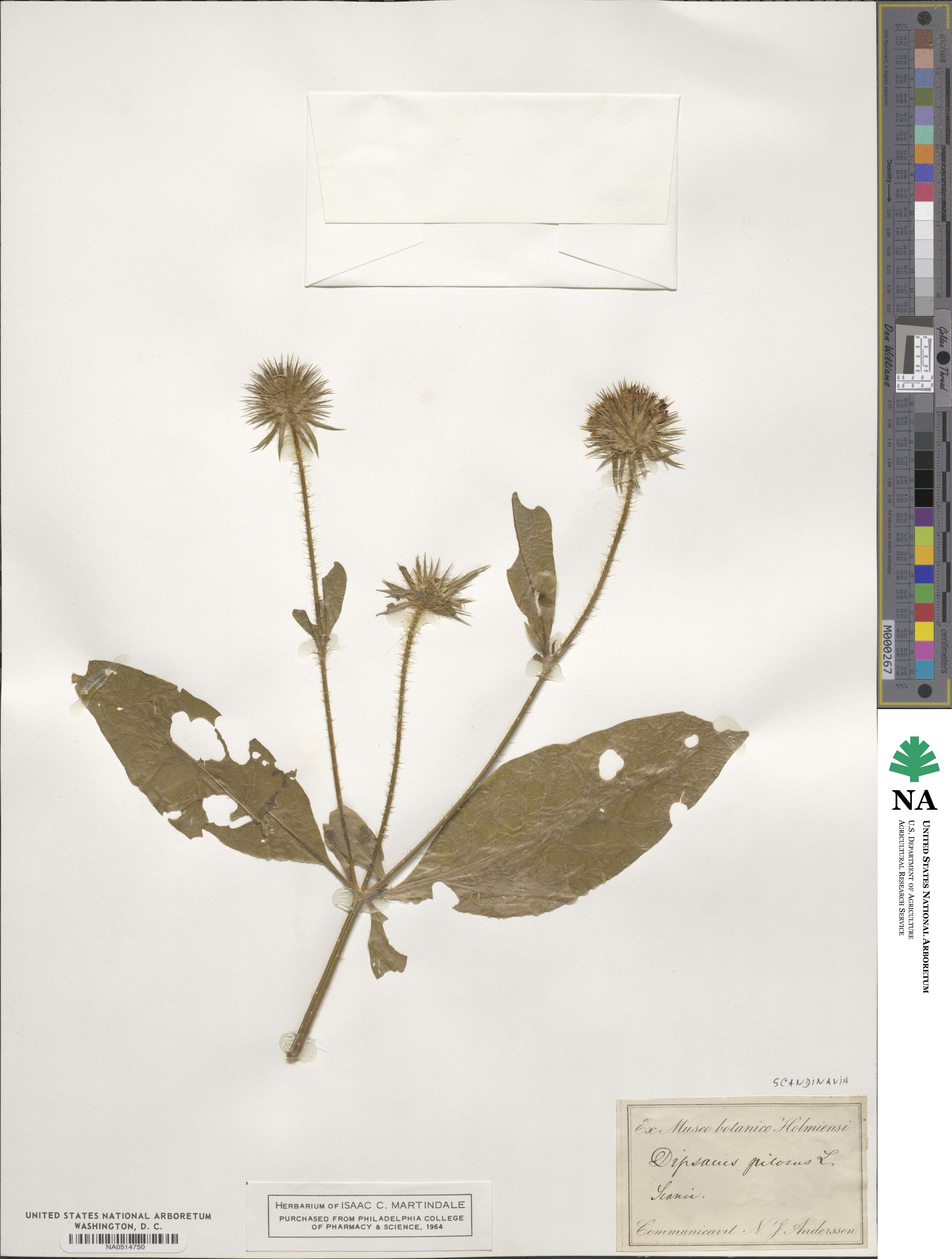 Dipsacus pilosus image