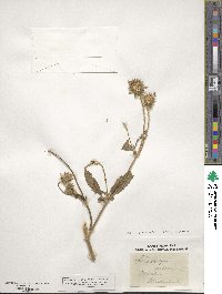 Dipsacus pilosus image