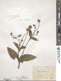 Dipsacus pilosus image