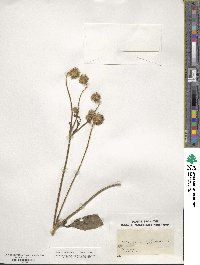 Dipsacus pilosus image