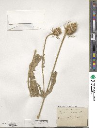 Dipsacus fullonum image