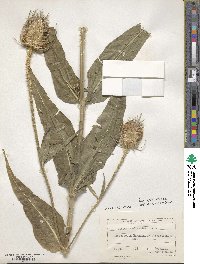 Dipsacus fullonum image