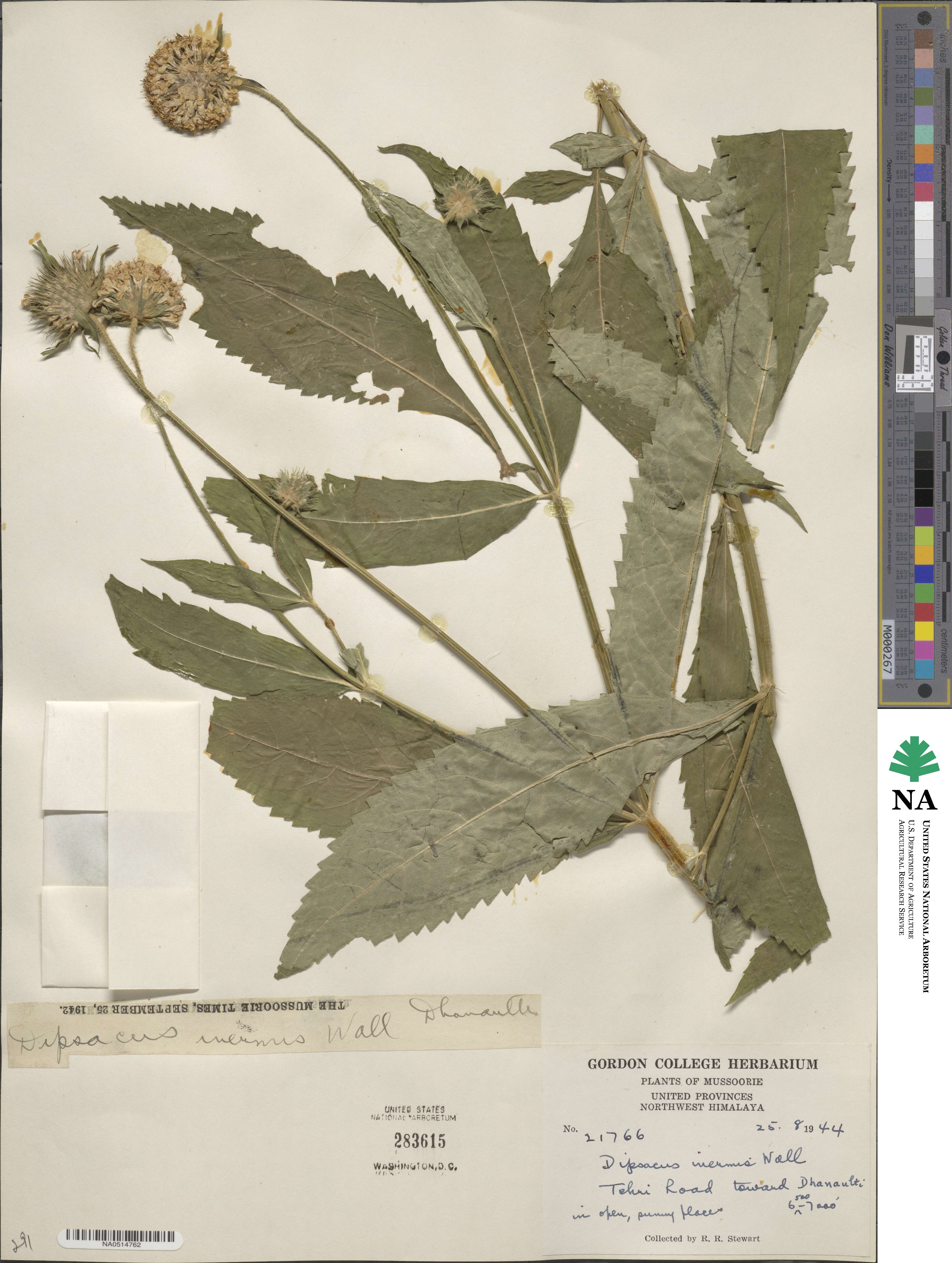 Dipsacus inermis image