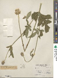 Dipsacus inermis image