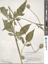 Dipsacus japonicus image