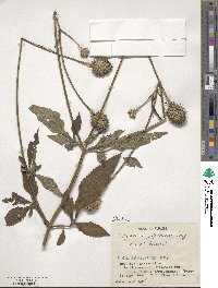 Dipsacus japonicus image