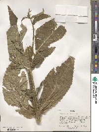 Dipsacus pinnatifidus image