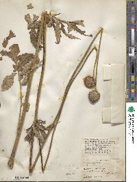 Image of Dipsacus asper