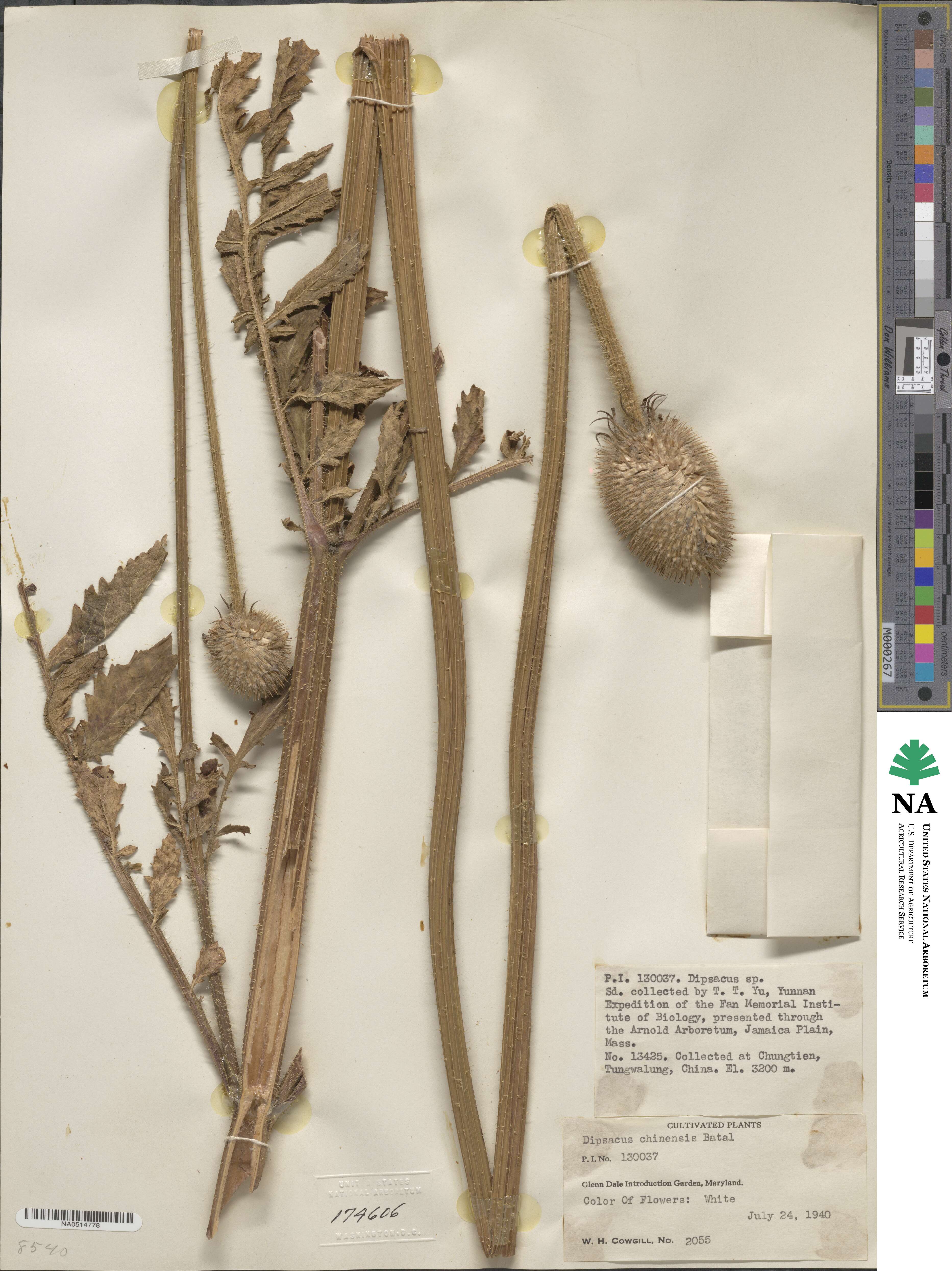 Dipsacus inermis image