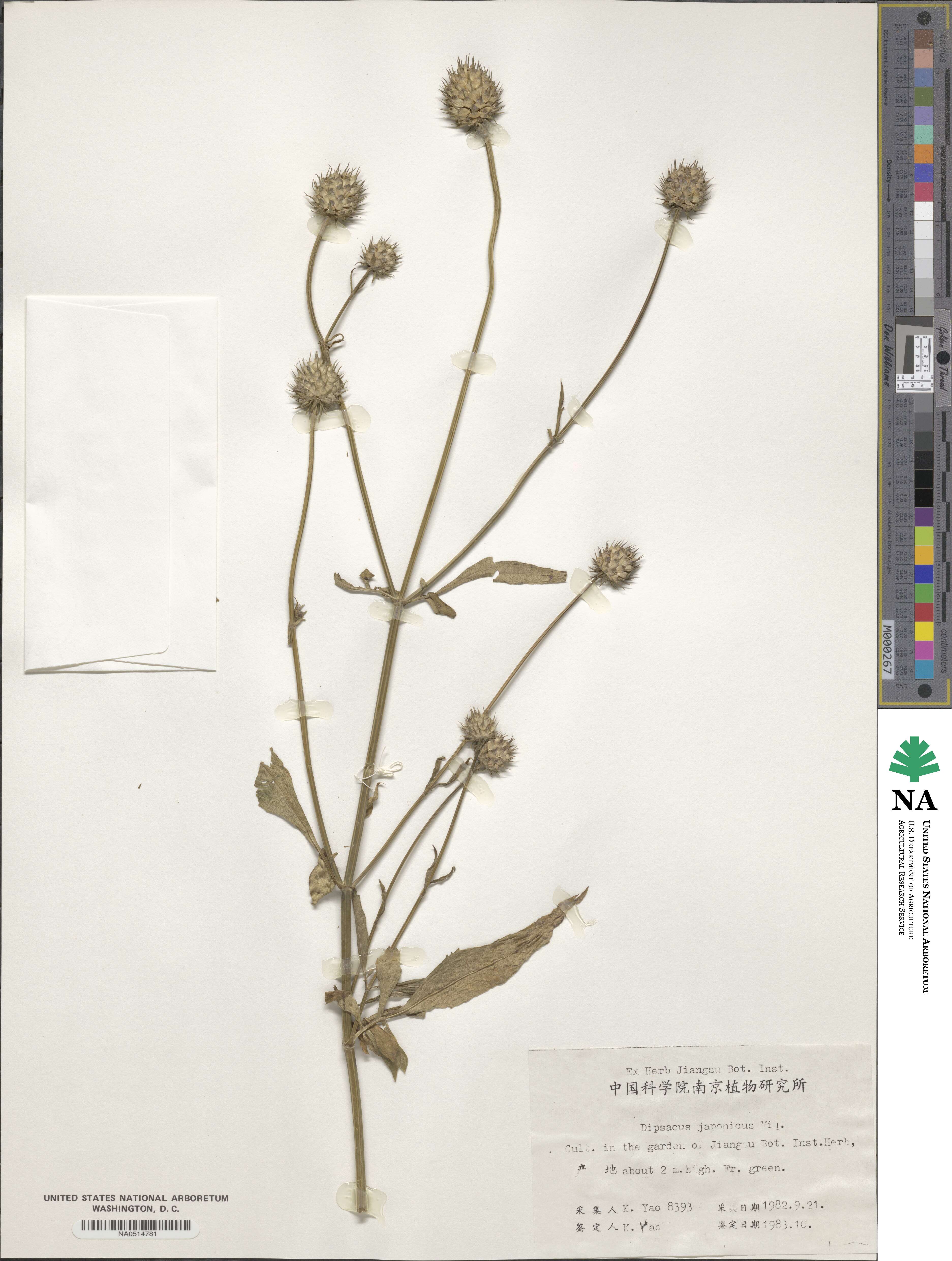 Dipsacus japonicus image