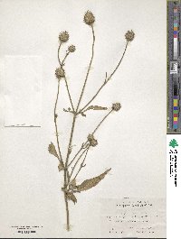 Dipsacus japonicus image