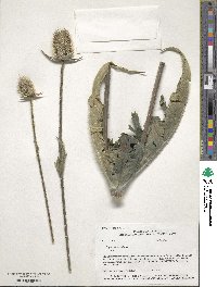 Dipsacus laciniatus image