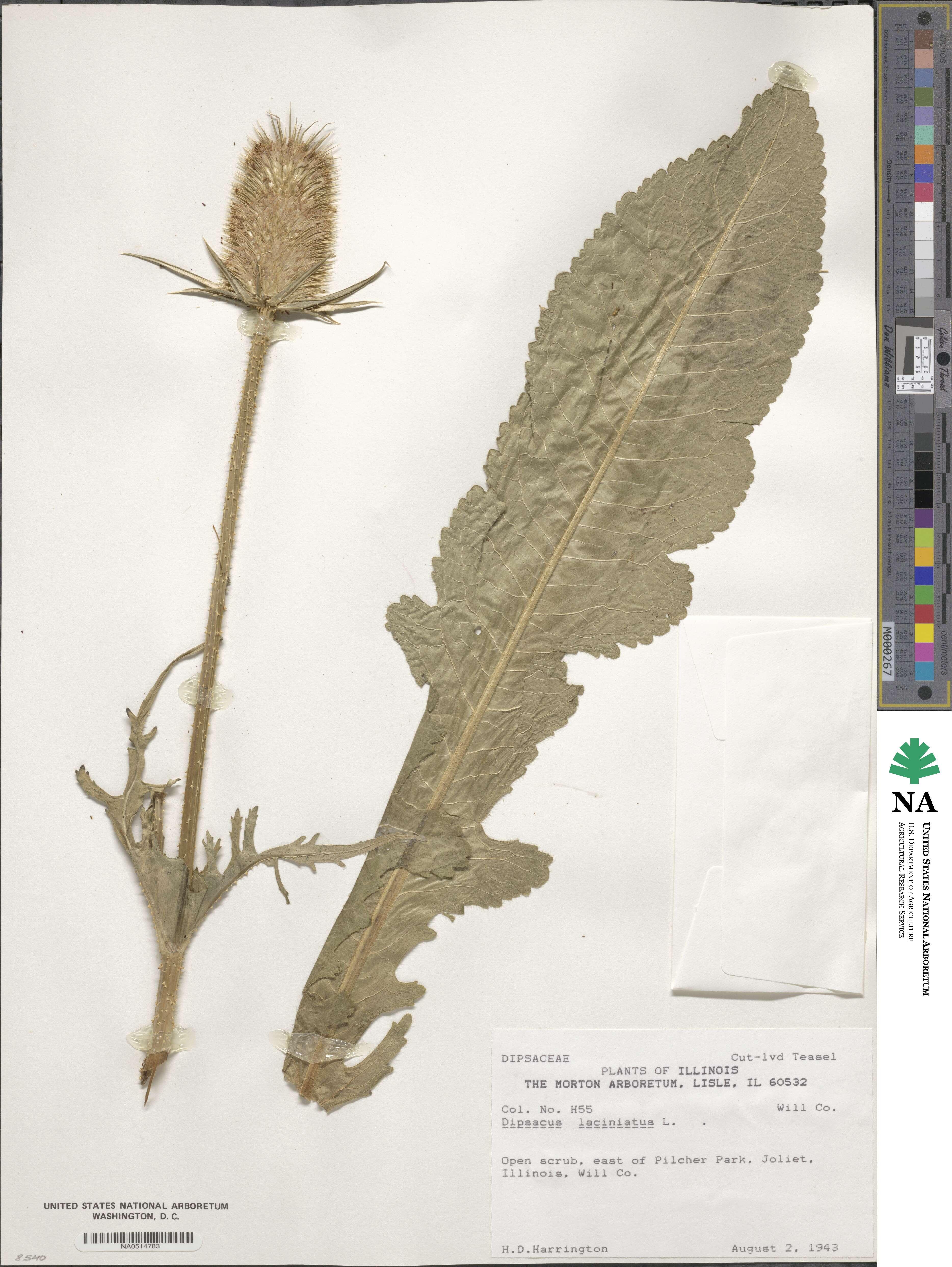 Dipsacus laciniatus image