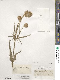 Dipsacus strigosus image