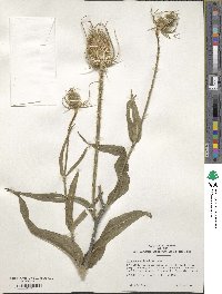 Dipsacus fullonum image