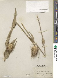 Dipsacus fullonum image