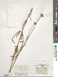 Image of Cephalaria leucantha