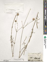 Cephalaria leucantha image