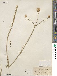 Image of Cephalaria linearifolia