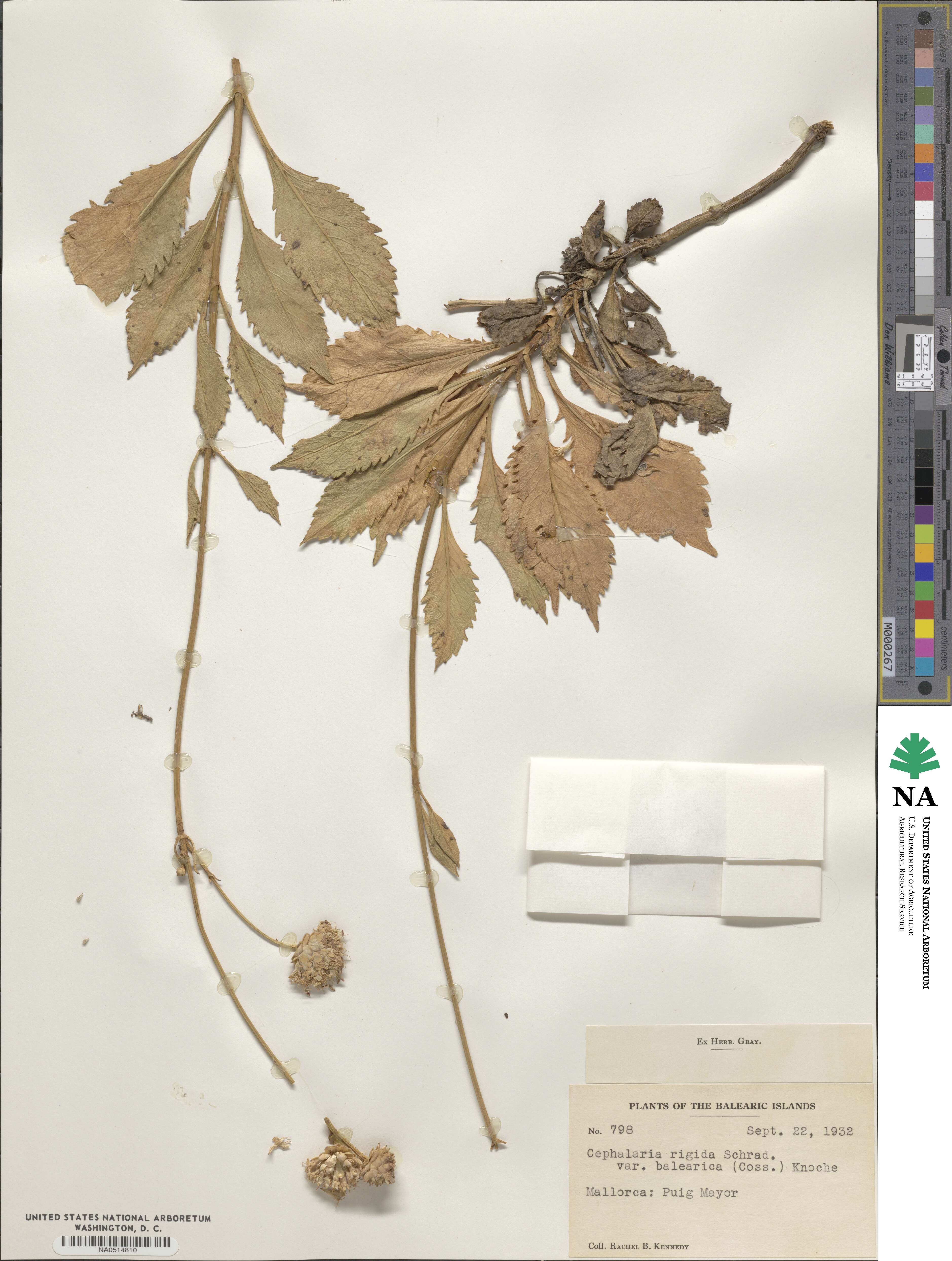 Cephalaria squamiflora image