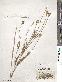 Cephalaria syriaca image