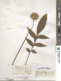 Image of Cephalaria tatarica