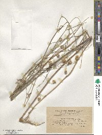 Cephalaria transylvanica image