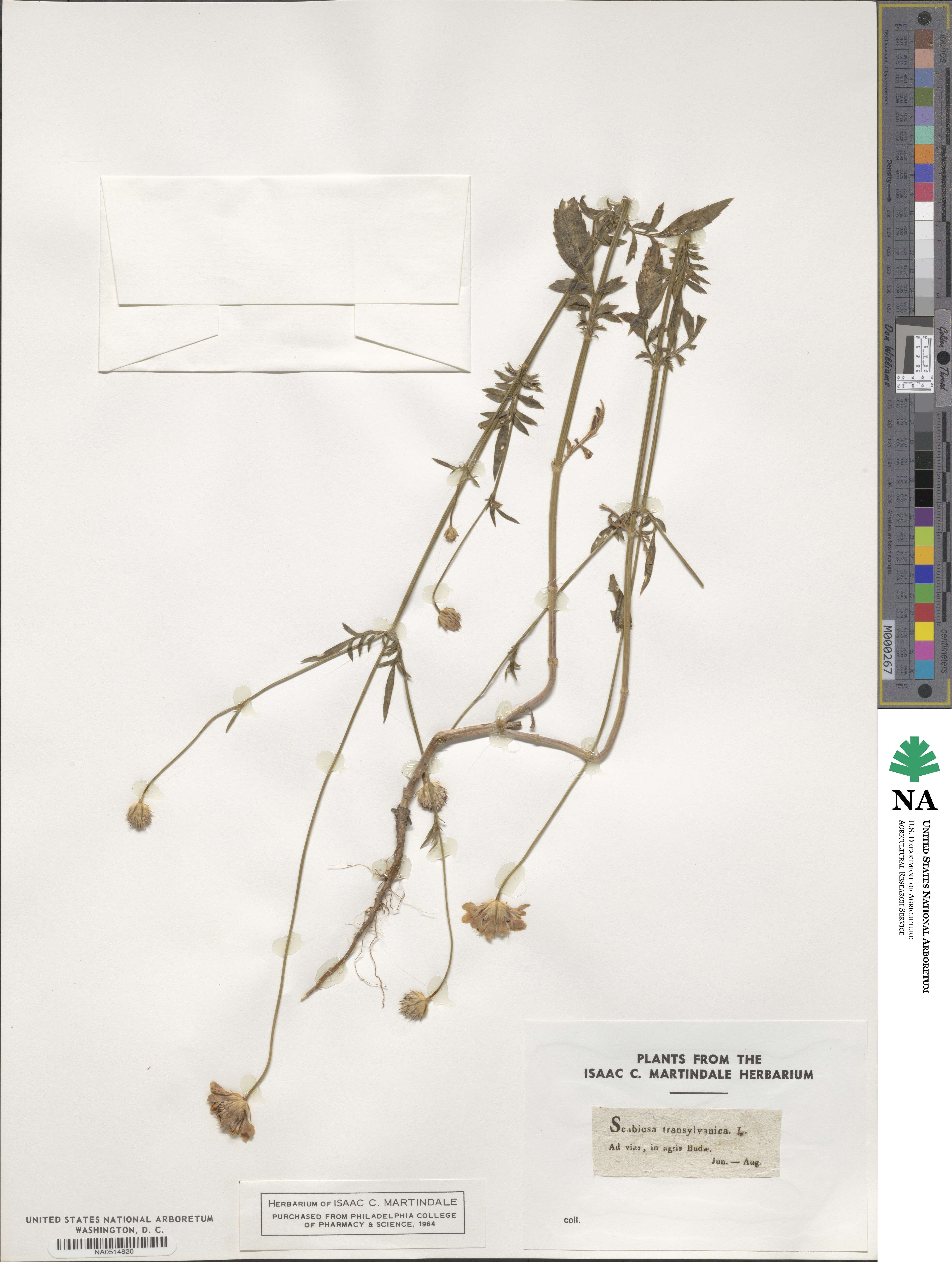 Cephalaria transylvanica image