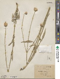 Cephalaria leucantha image