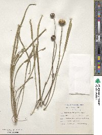 Image of Cephalaria oblongifolia