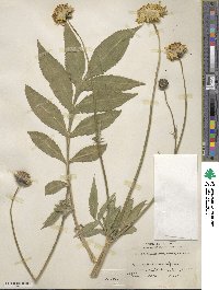 Cephalaria alpina image