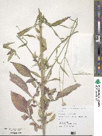 Cephalaria joppensis image