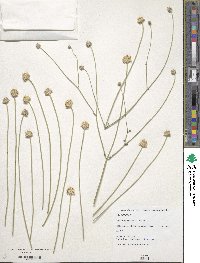 Cephalaria joppensis image