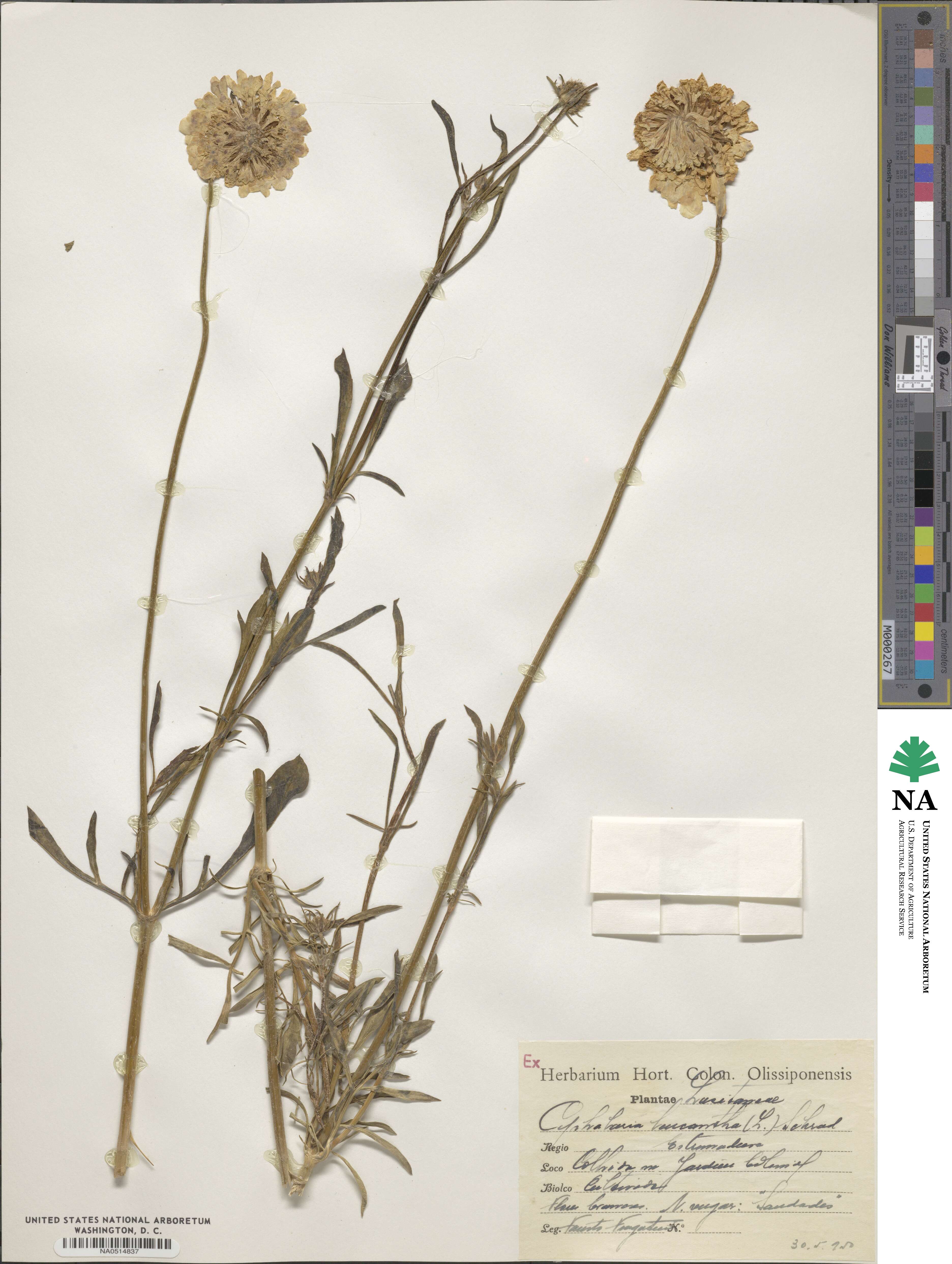 Cephalaria leucantha image