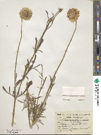 Cephalaria leucantha image